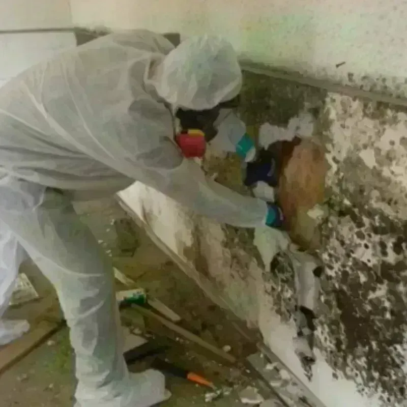 Mold Remediation and Removal in Erath County, TX